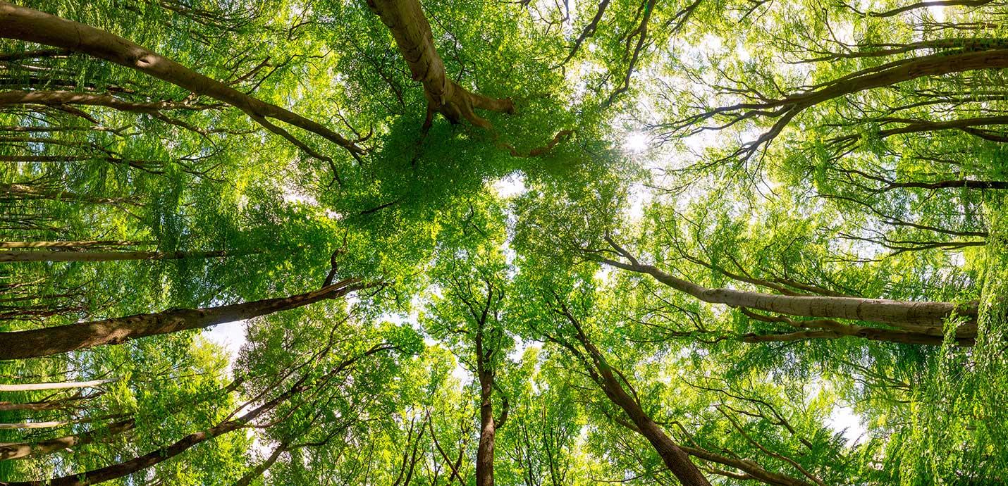 Trees in forest