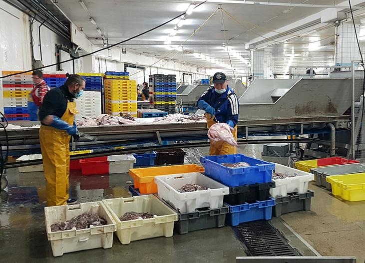 Workers sorting fish